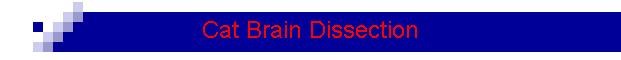 Cat Brain Dissection