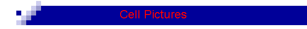 Cell Pictures